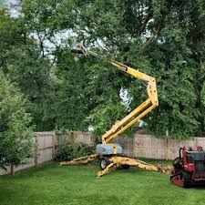 Why Choose Our Tree Removal Services in Woodbranch, TX?